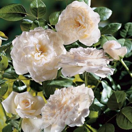 Pure Perfume Shrub Rose