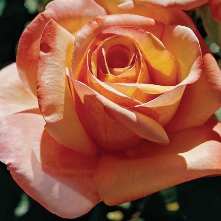 Tahitian Sunset Hybrid Tea Rose