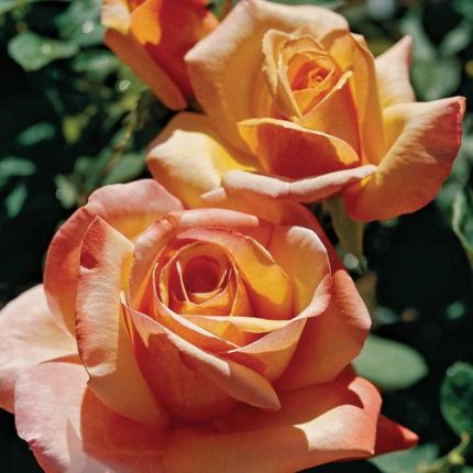 Tahitian Sunset Hybrid Tea Rose