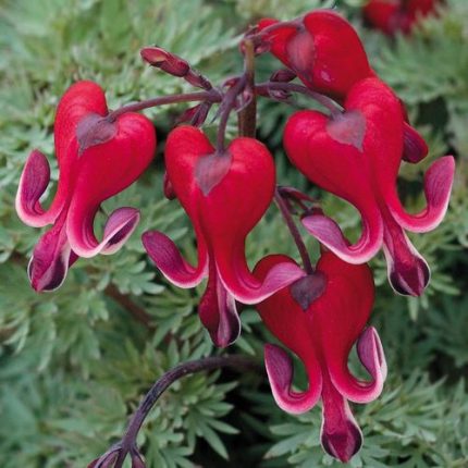 Dicentra 'Burning Hearts'