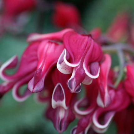 Dicentra 'Burning Hearts'