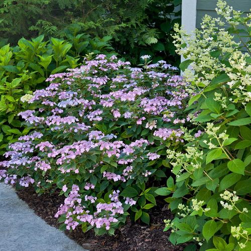 Hydrangea Tiny Tuff Stuff Mountain Hydrangea