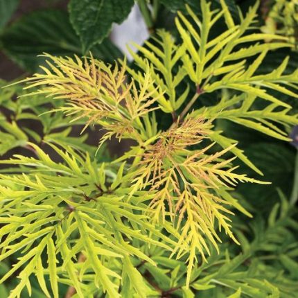 Sambucus Lemony Lace®