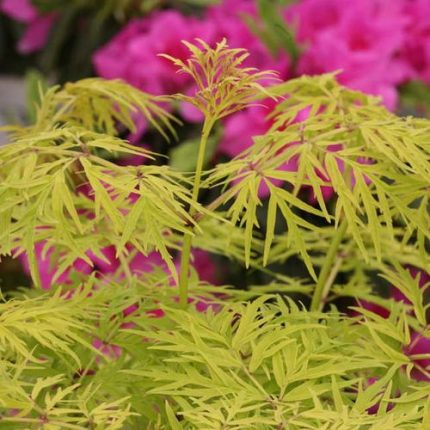 Sambucus Lemony Lace®