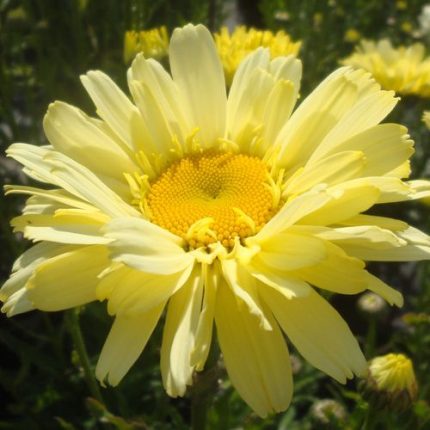 Leucanthemum 'Real Dream'