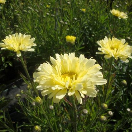 Leucanthemum 'Real Dream'