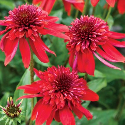 Echinacea 'Eccentric'