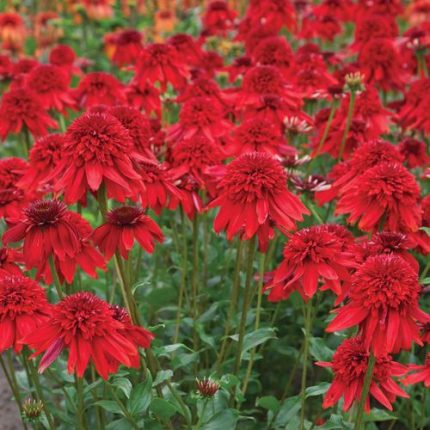 Echinacea 'Eccentric'