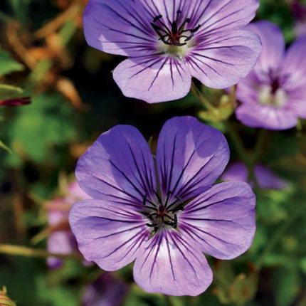 Geranium 'Havana Blues'