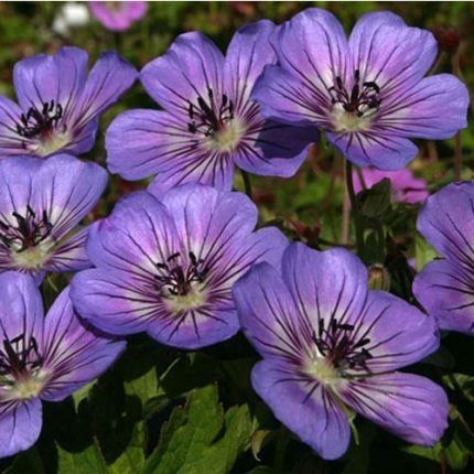 Geranium 'Havana Blues'