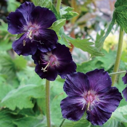 Geranium 'Raven'