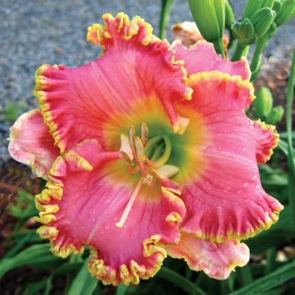 Hemerocallis Diva's Choice