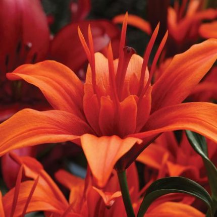 Lilium Asiatic Red Twin Bulbs