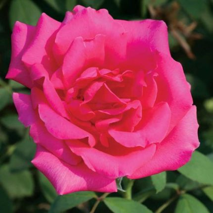 Astounding Glory 24-Inch Tree Rose