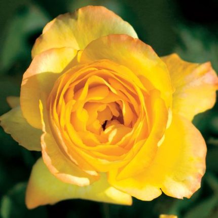 Summer Surprise 24-Inch Tree Rose