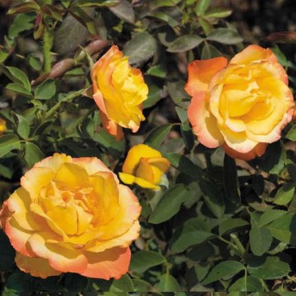 Summer Surprise 24-Inch Tree Rose