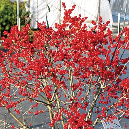 Ilex Berry Poppins®