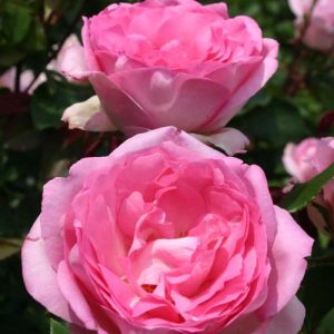 Beverly Eleganza Hybrid Tea Rose | PlantsRoses