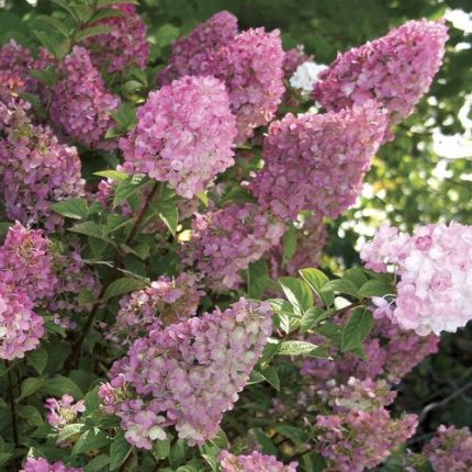 Hydrangea Strawberry Sundae®