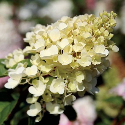 Hydrangea Strawberry Sundae®