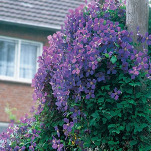 Jackmanii Clematis