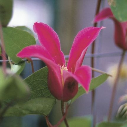 Princess Diana Clematis