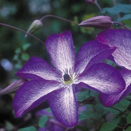 Venosa Violacea Clematis