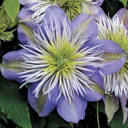 Crystal Fountain Clematis