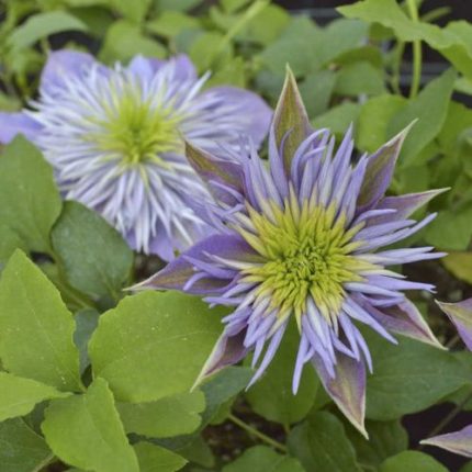 Crystal Fountain Clematis