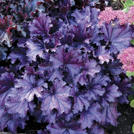 Heuchera Forever Purple