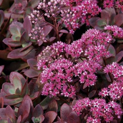 Sedum SunSparkler 'Firecracker' Stonecrop