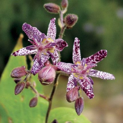 Tricyrtis 'Sinonome'