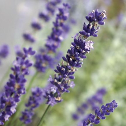 Lavandula Big Time Blue