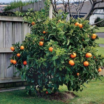 Citrus 'Washington' Navel Orange Tree