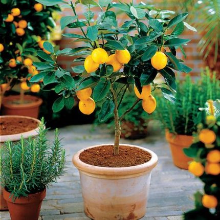 Citrus 'Meyer' Lemon Tree