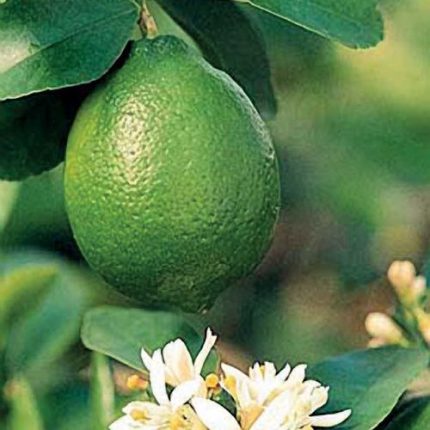 Citrus 'Bearss' Lime Tree