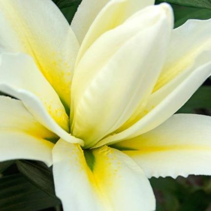 Lilium Roselily Carolina Bulb