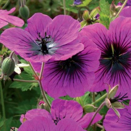 Geranium 'Dragon Heart'