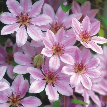 'Nelly Moser' Clematis