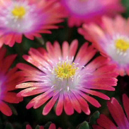 Delosperma 'Jewel of Desert Garnet'