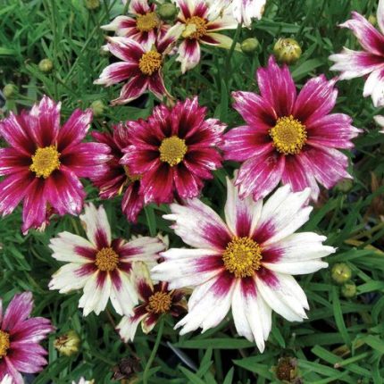 Coreopsis Li'l Bang 'Starlight'