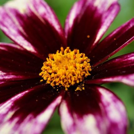 Coreopsis Li'l Bang 'Starlight'