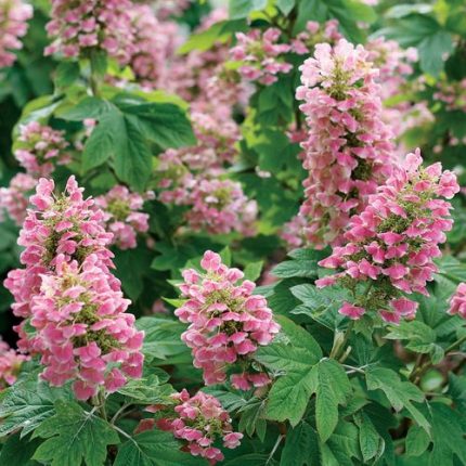 Hydrangea Gatsby Pink Oakleaf Hydrangea