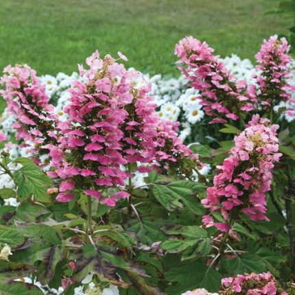 Hydrangea Gatsby Pink Oakleaf Hydrangea