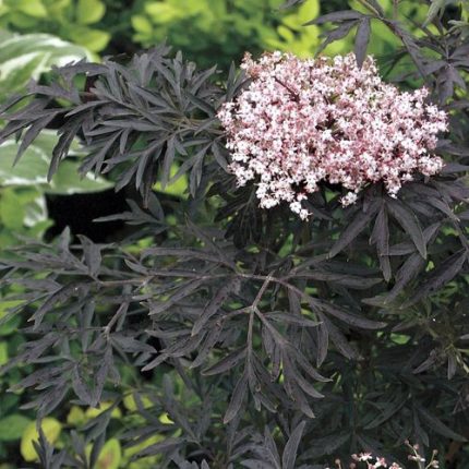 Sambucus Black Lace®