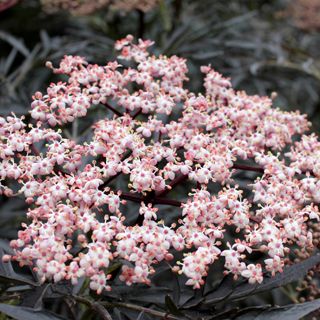 Sambucus Black Lace®