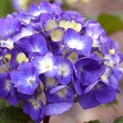 Endless Summer BloomStruck Hydrangea