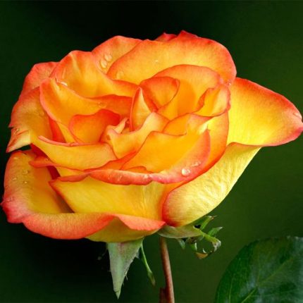 Flamenco Hybrid Tea Rose