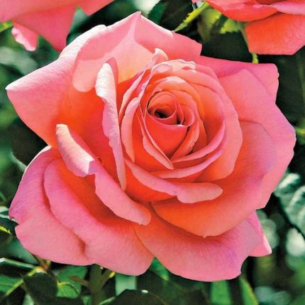 Catalina 24-Inch Tree Rose