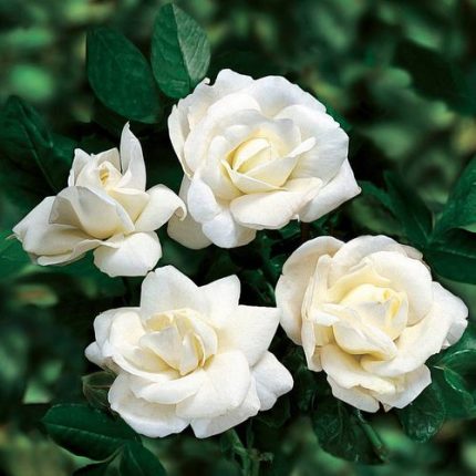 White Dawn Climbing Rose